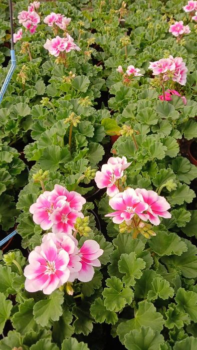 Flori Muscate,Dalia ,Begonia