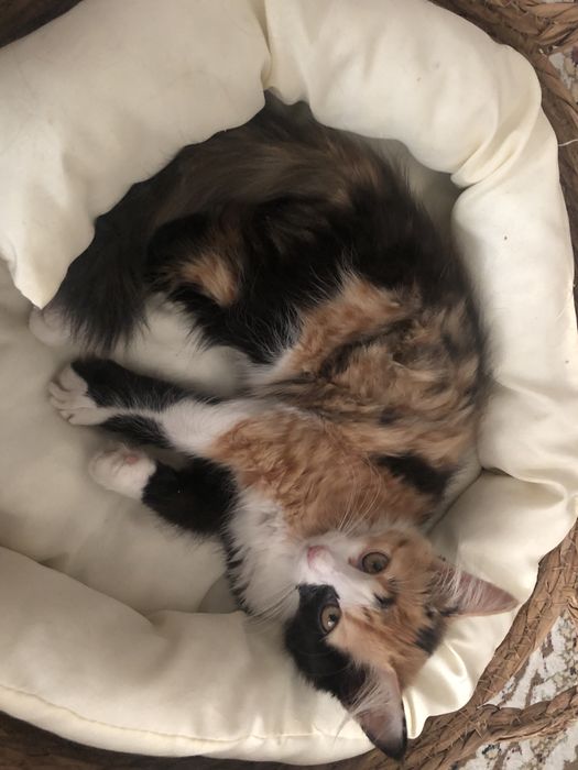 Котёнок девочка 4 месяцев