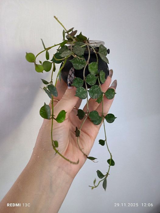 Хойа Куртиси, розитта