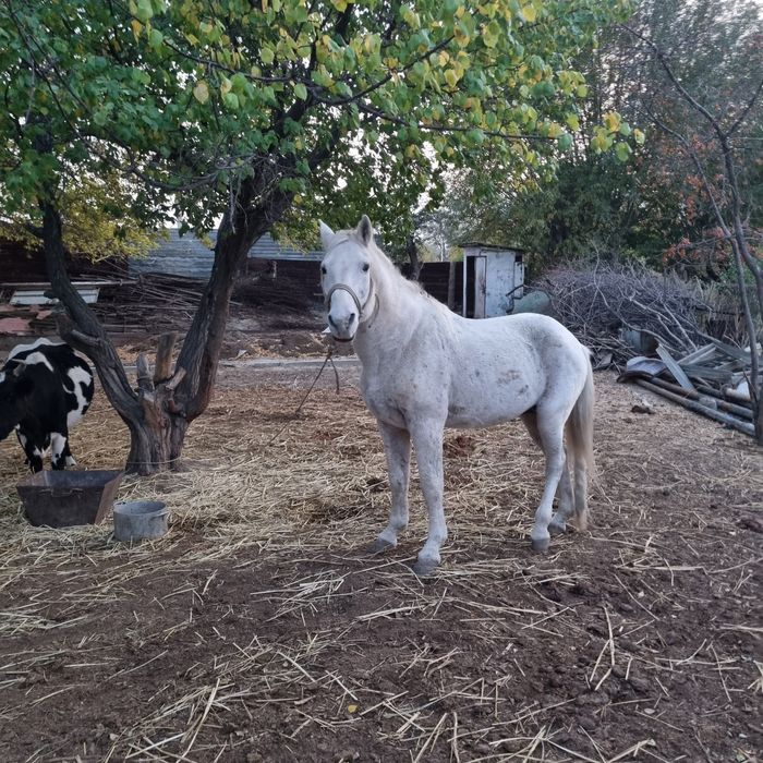 Семиз Жылкы бар 6,ай бағылған
