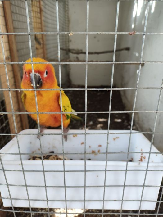 Попугай солнечный аратинга.