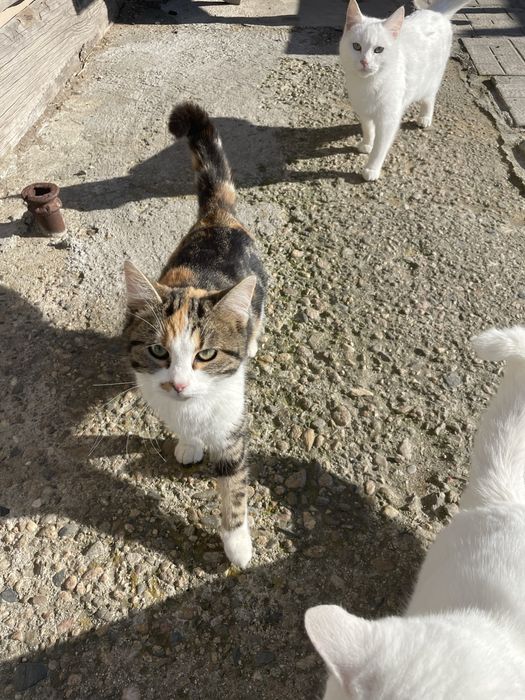 Подарявам котета