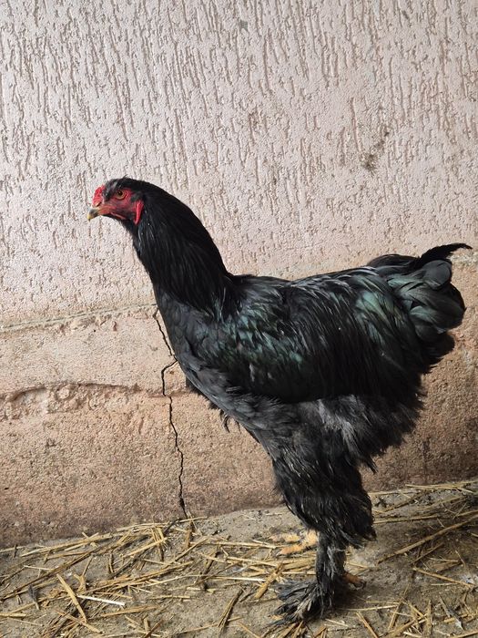 Cocos brahma portelan