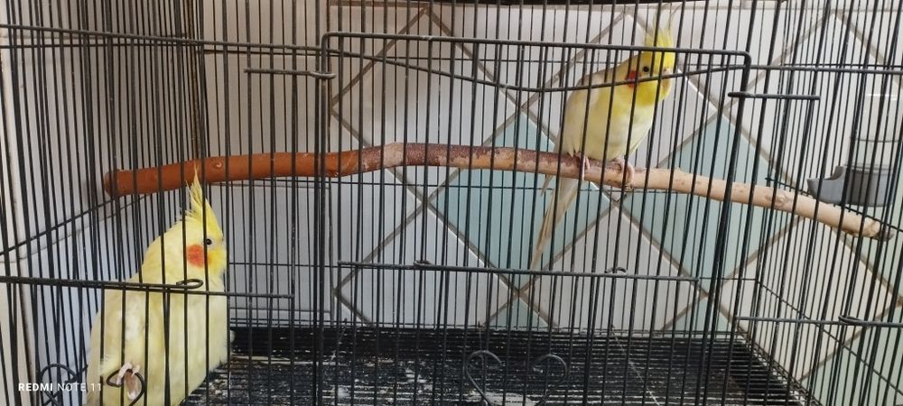 Продаются попугаи корелла