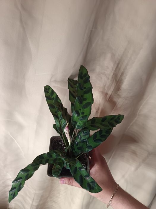 Продаю шикарный выбор цветов