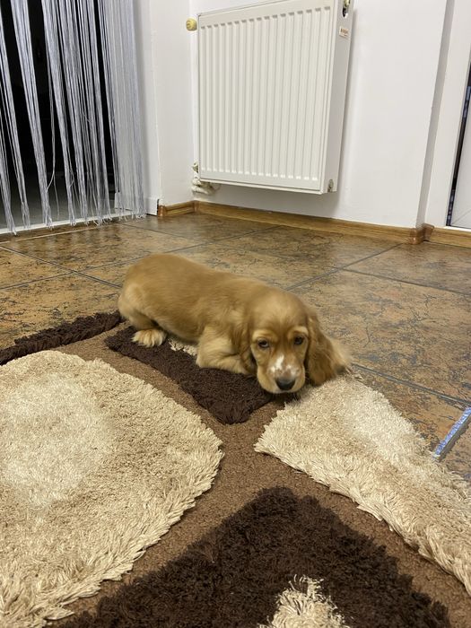 Cocker Spaniel Auriu baietel 2 luni