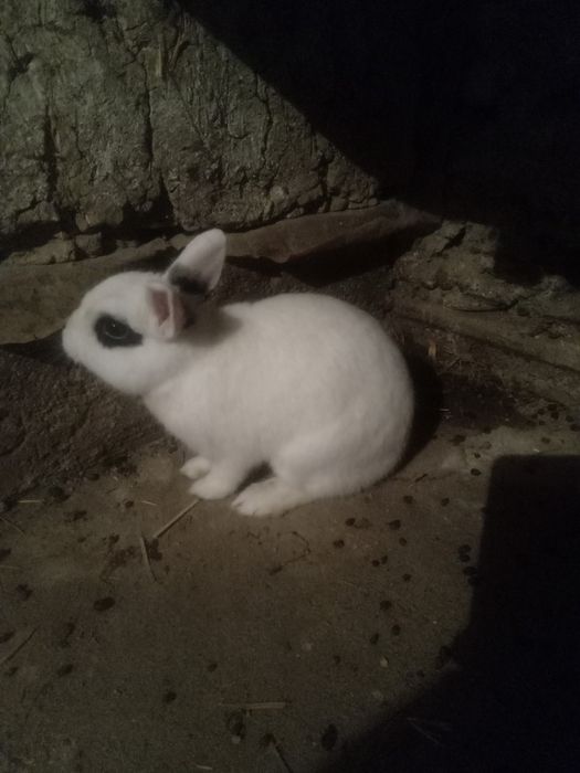 Quyon xatot. Sotiladi