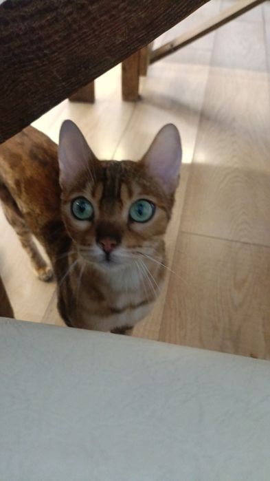 Ищем бенгалького кота !!!