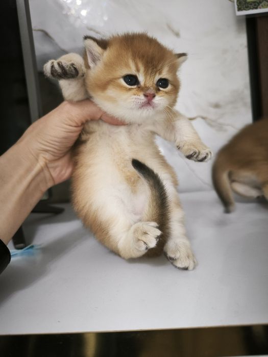 Mushuk bolalari sotiladi britanski zolotaya shinshila ny12