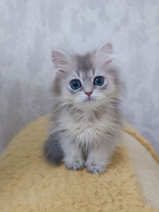 Британская девочка Голубое Золото