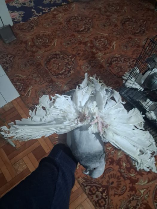 Продам домашних голубей