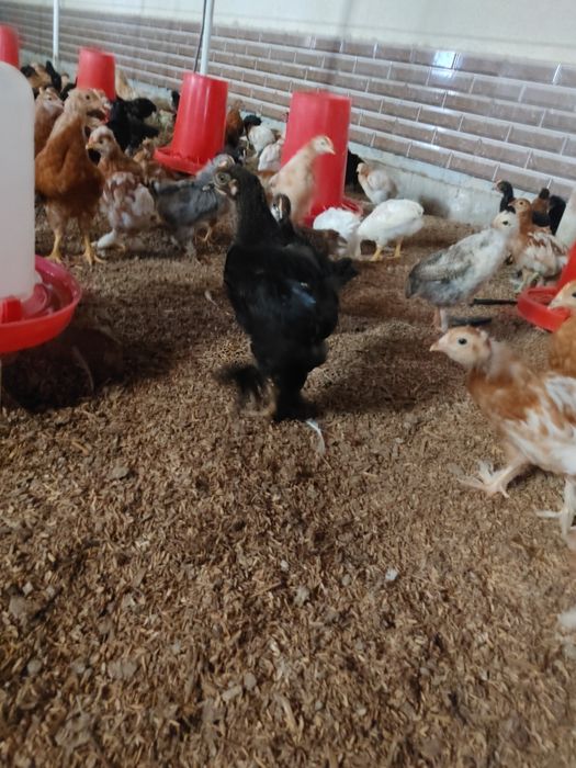 Jo'jalar laxmati qora svetli xammasidan bor