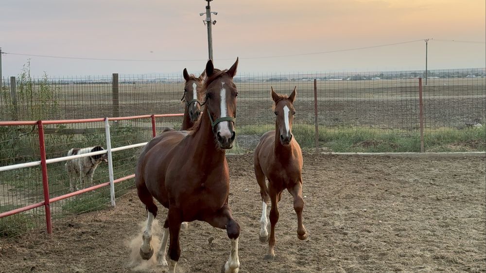 Vand pereche iepe KWPN