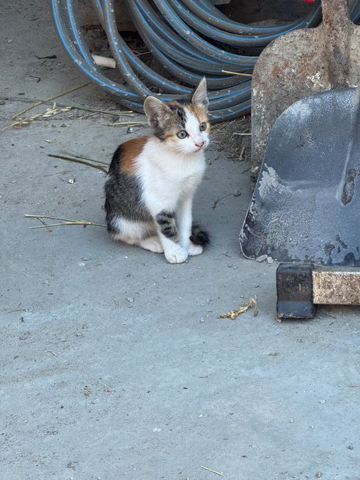 Donez pui de pisică