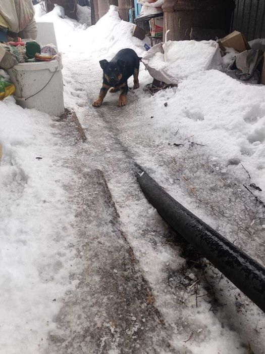 Отдадим в добрые руки