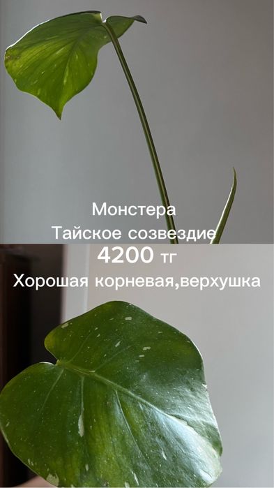 Монстеры разные, укорененные