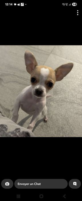 Chihuahua toy, 6 luni