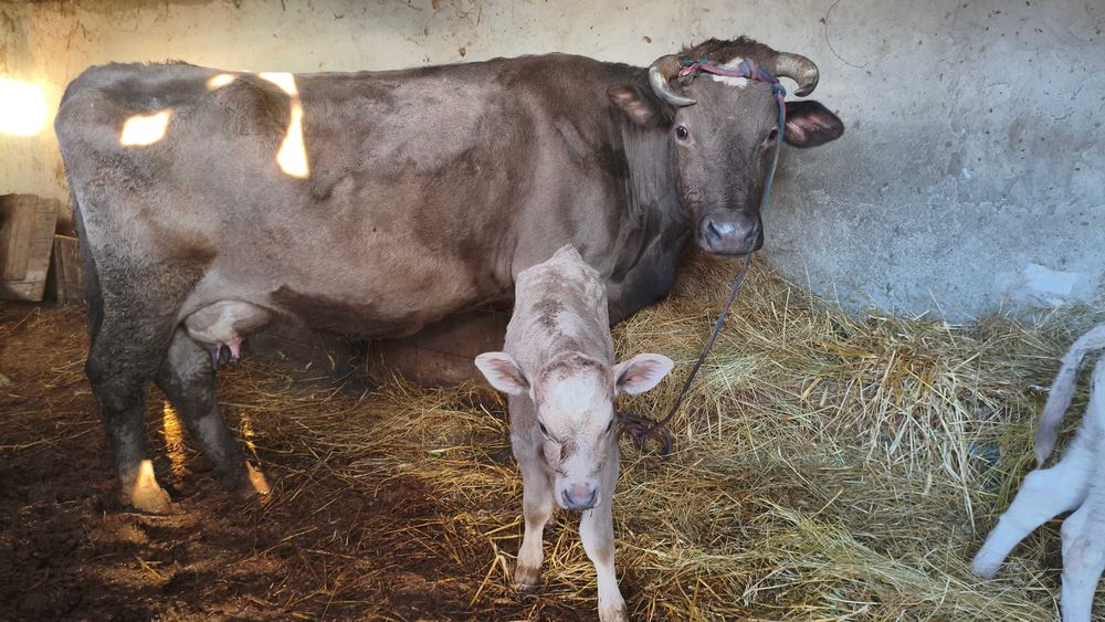 vând viței de carne