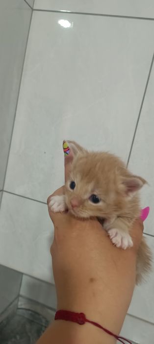 Котята мейкунчики