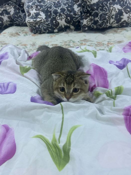 Shatlanskiy shinshila mushuk o’gil bola