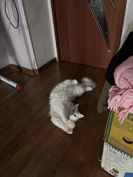 Турецкая ангора в добрые руки