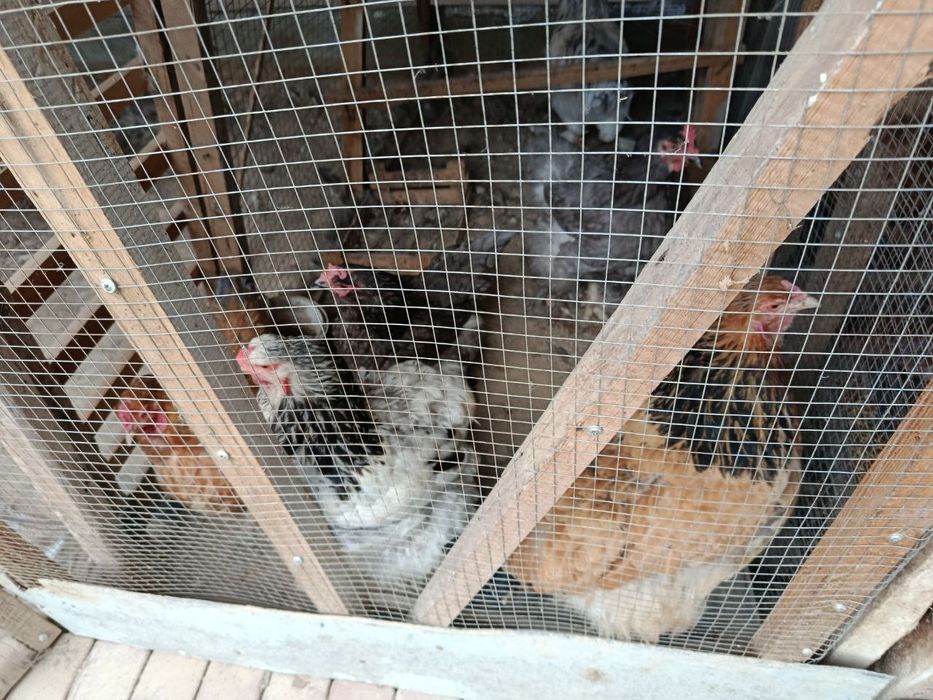 Brama tovuqlari sotiladi srochna!