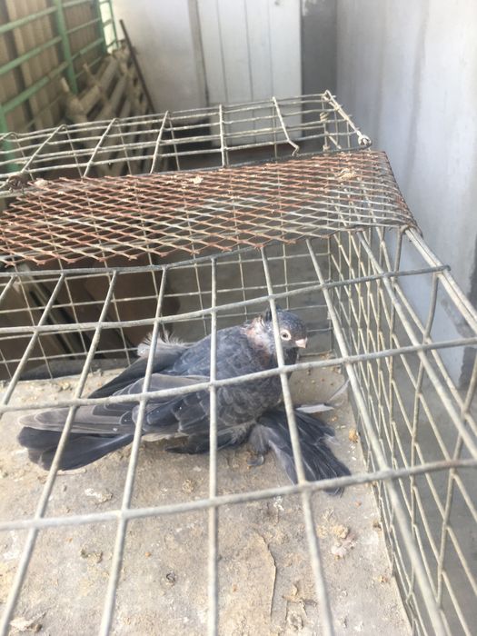 Продам самца кишмиш молодой