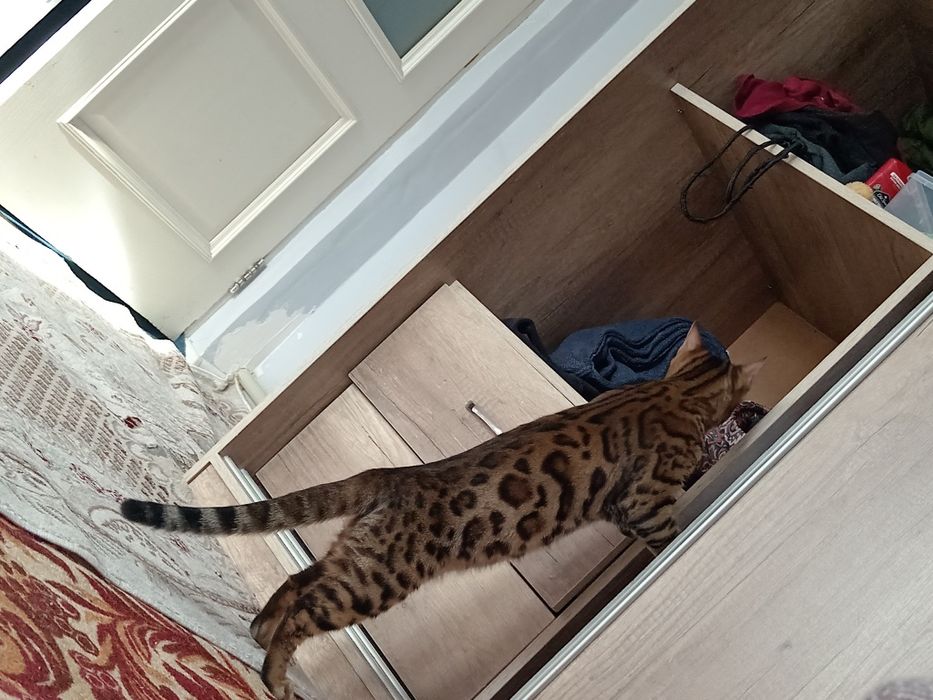 Пропал бенгальский кот 10 месяцев