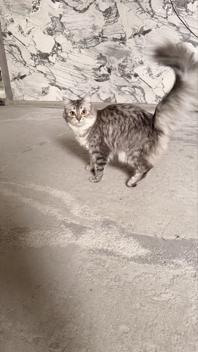 Отдам кошку ! В хорошие руки !