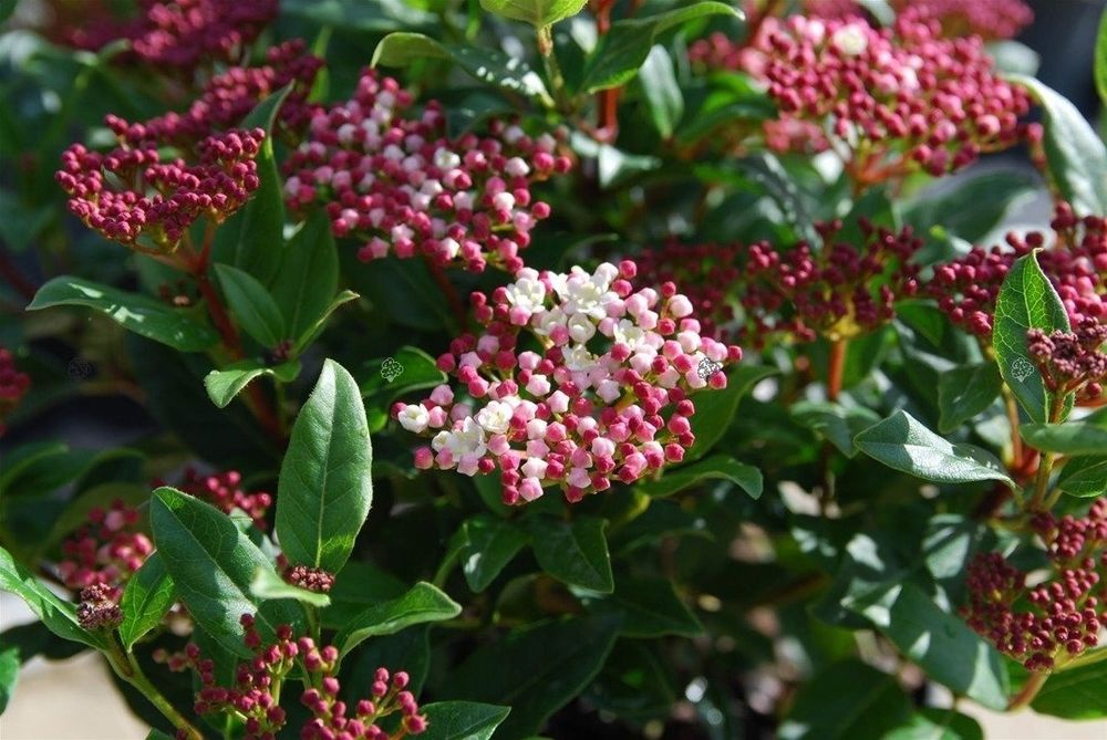 Лаврова Калина (Viburnum Tinus)