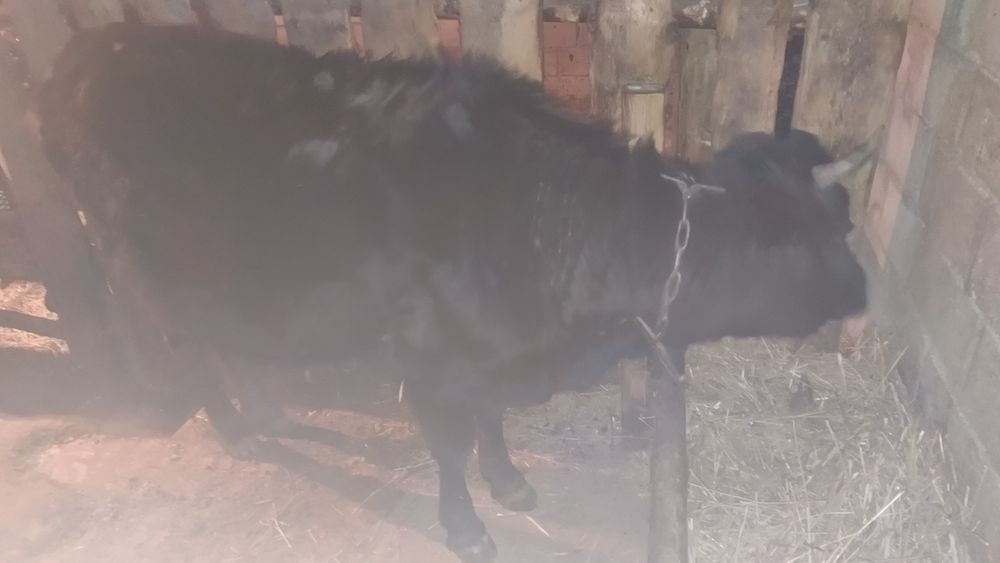 Первый Тёлка хорошый состояние