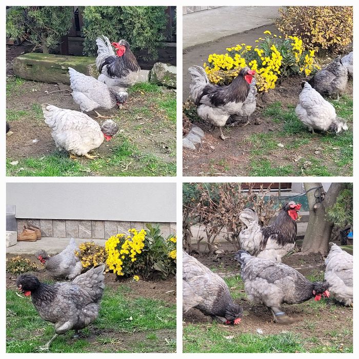 Ouă ptentru incubat de la găini motate și motate cu ouă verzi