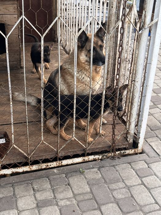 Продам  щенят немецкой овчарки