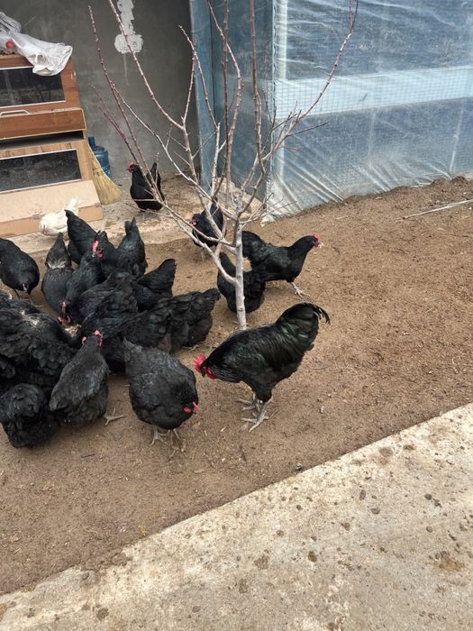 Tuxum domashniy zoti qora shag’zoda tuxumlari