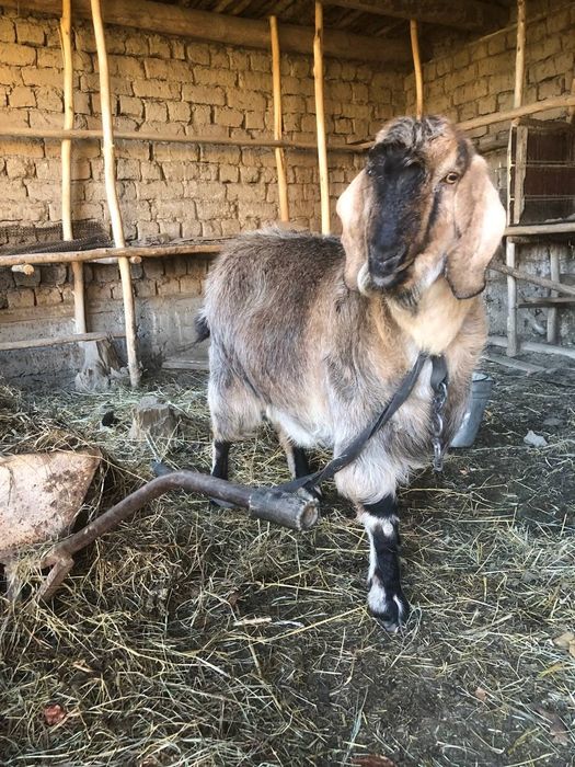 Битал пародали ечки