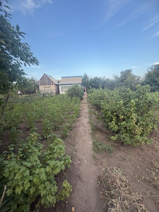 Здоровья Дача продам Калиновая 84