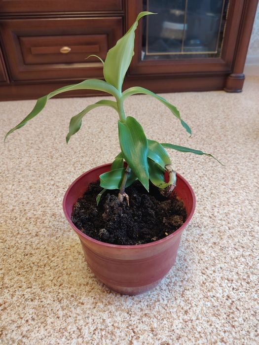 Продам золотой ус