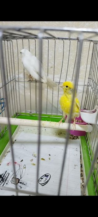 Тайор пара сотилади 400 минг булиши