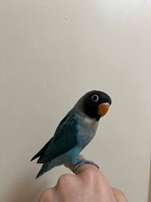 Ruchnoy nerazluchnik maska