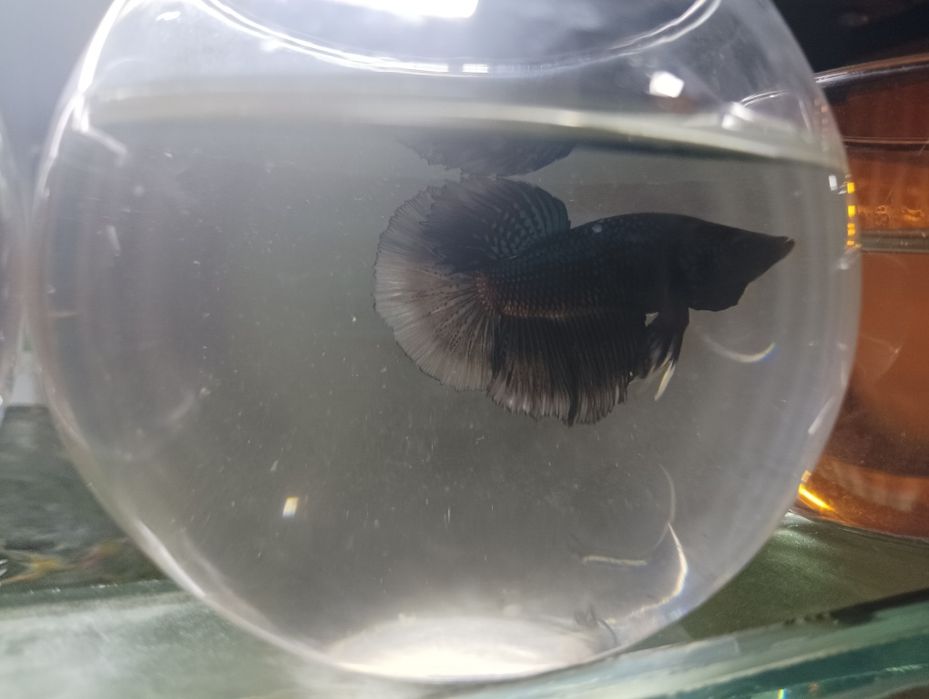 Петушок балик месний