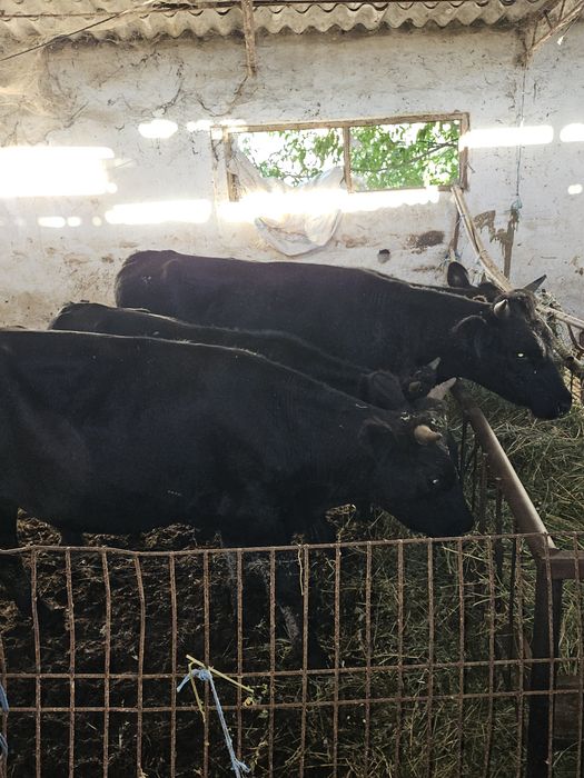 Vand 7 taurasi de rasă