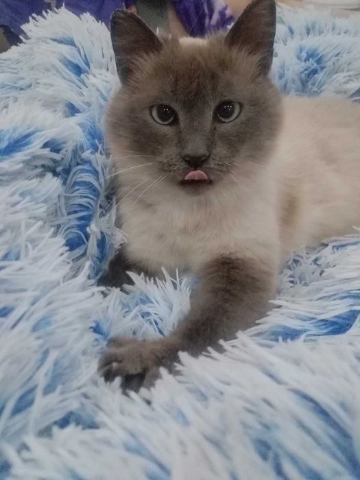 Отдам кошечку в добрые руки.