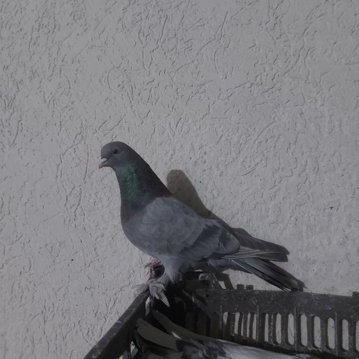 Бухар арап лет бой тяга гарантия