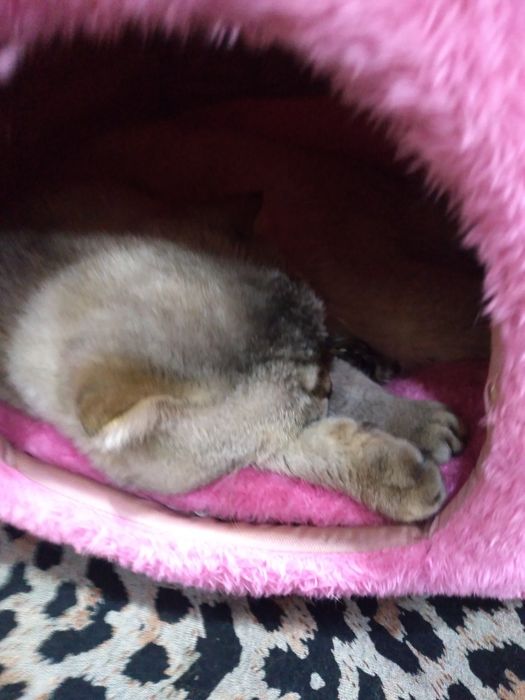 Вязка. Шотланские Скотиш Фолд зеленоглазый, Скотиш Страйт голубоглазый