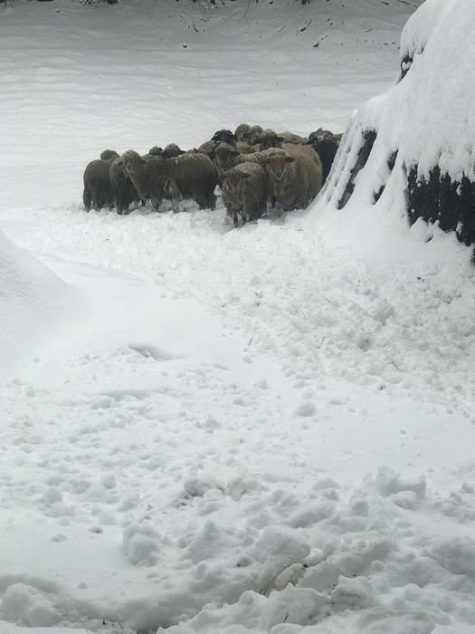 Vând 30 oi cu miei,900 lei(oaie și miel)-preț discutabil