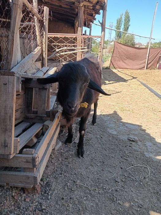 Таза қанды алпи теке сатылады.