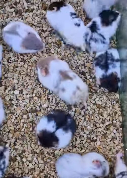 Hamsteri pitici pt companie