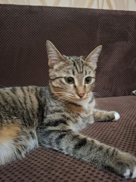 Кошка в хорошие рукм