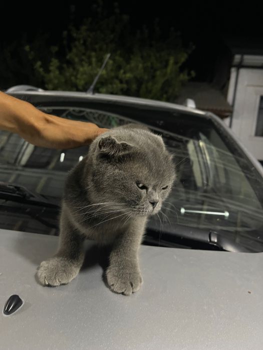 toza zotli scottish fold mushugi