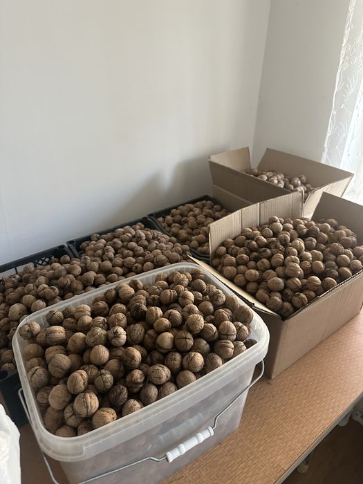 Продам грецкие орехи